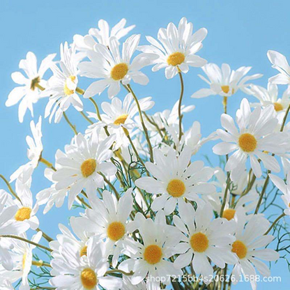 White artificial daisy flowers photographed against a blue background